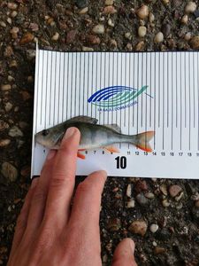 European Perch