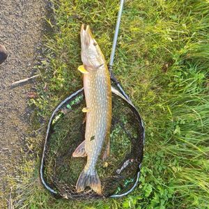 Northern Pike