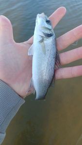 European Bass (Seabass)