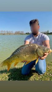 Mirror Carp