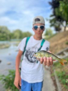 European Perch