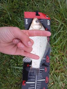 Crucian Carp