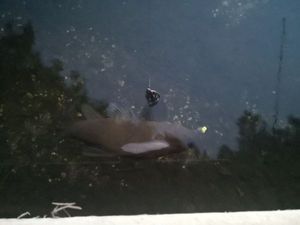 Tench