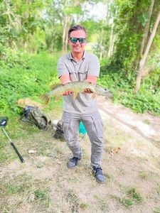 Northern Pike