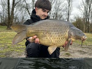 Common Carp