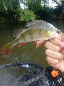 European Perch