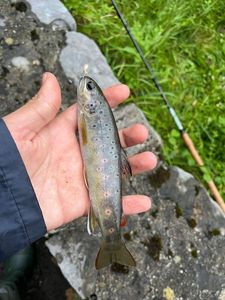 Brown Trout