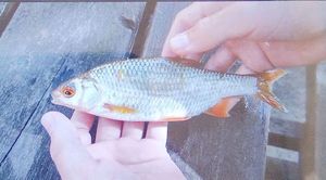 Roach