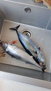 Skipjack Tuna