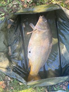Mirror Carp