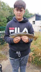 Brown Trout