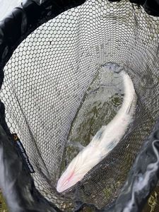 Zander