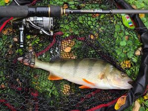 European Perch