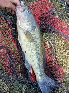 Largemouth Bass
