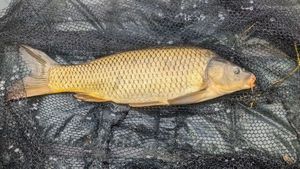 Common Carp