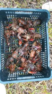Noble Crayfish