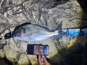 Gilthead Seabream