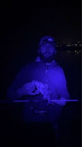 European Bass (Seabass)