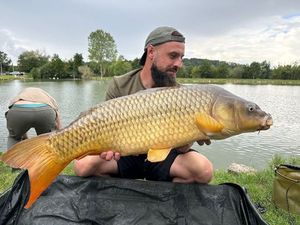 Common Carp
