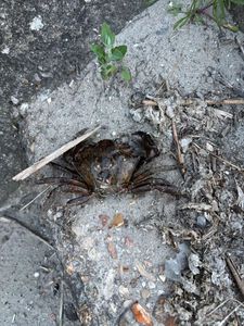 Common Shore Crab (Green Crab)