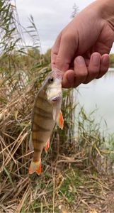 European Perch