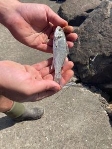 Spotted Seabass