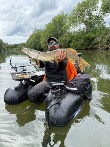 Northern Pike