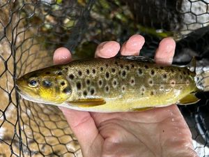 Brown Trout