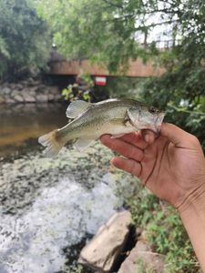 Largemouth Bass