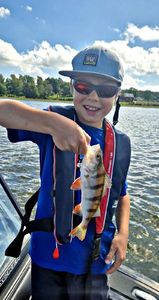 European Perch