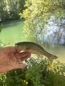 Smallmouth Bass