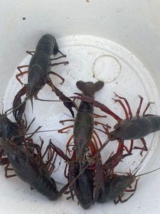 Spinycheek Crayfish