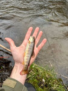 Brown Trout