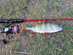 European Perch