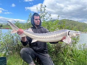 Sturgeon