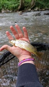 Brown Trout