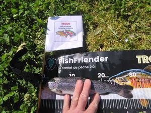 Rainbow Trout
