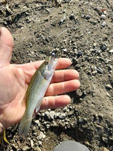 Largemouth Bass