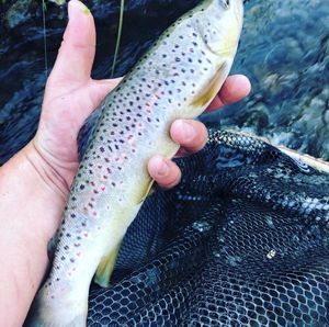 Brown Trout