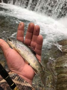 Brown Trout