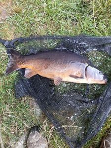Leather Carp