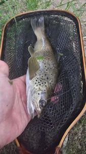 Brown Trout