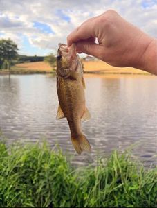 Largemouth Bass