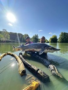 Beluga Sturgeon (European Sturgeon)