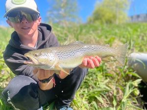 Brown Trout