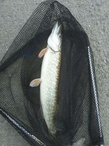 Northern Pike