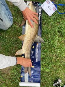 Barbel