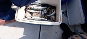 Black Seabream