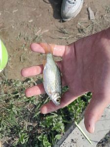 Roach