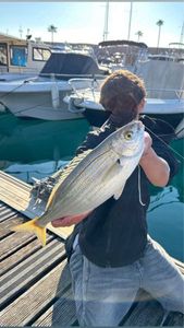 Salema
